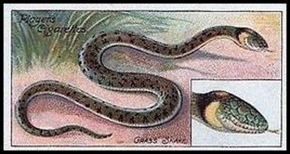 50 Grass Snake